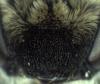 Colletes similis